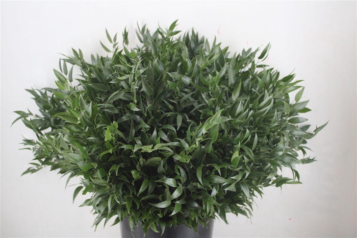 <h4>Ruscus Short 300gram P Bunch</h4>