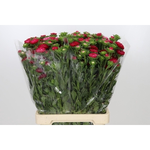 Callistephus Matsumoto Red