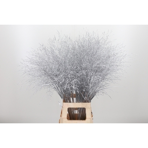 Panicum Kl Bh Zilver