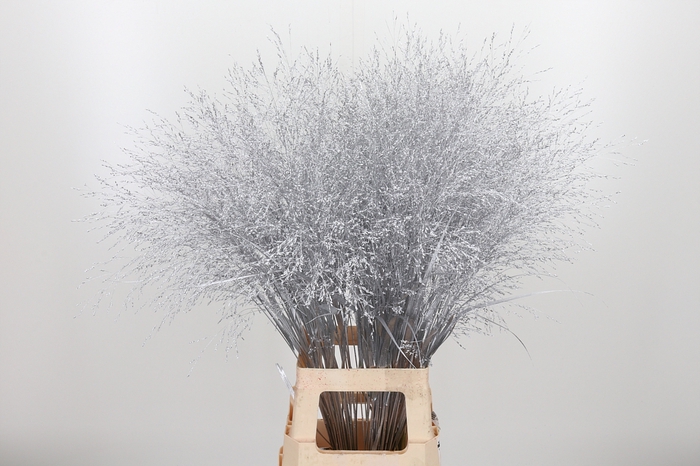 <h4>Panicum Kl Bh Zilver</h4>