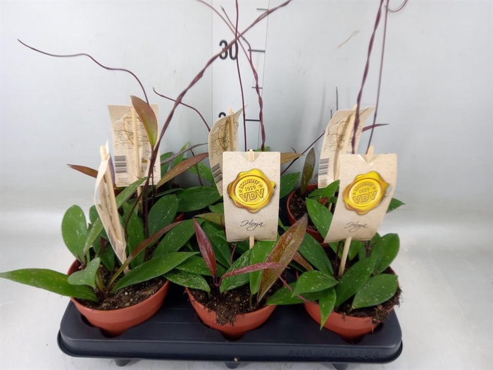 <h4>Hoya carnosa</h4>