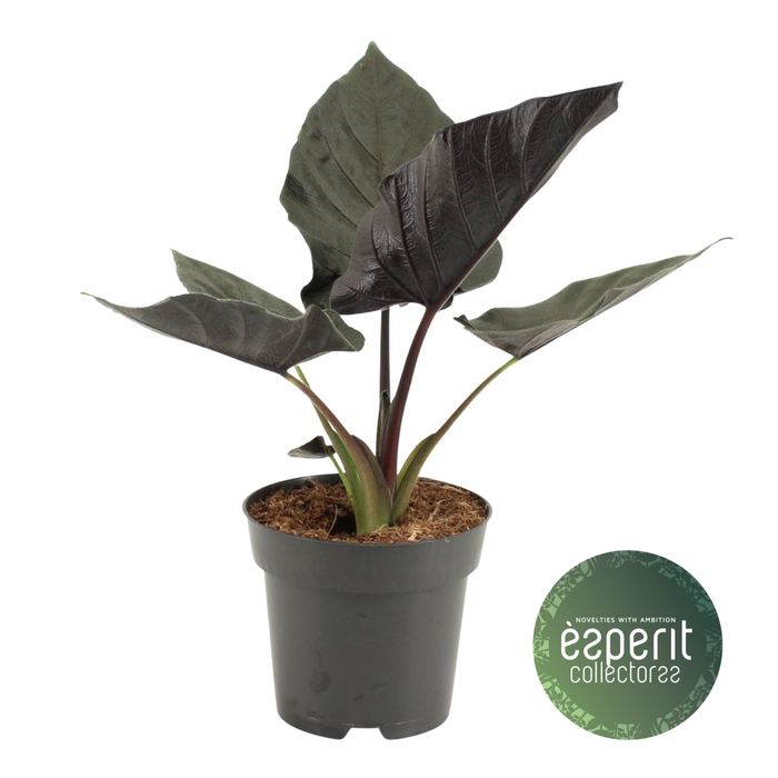 <h4>Alocasia Antoro Velvet</h4>