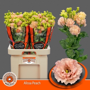 Eus G Alissa Peach