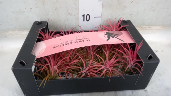 <h4>Tillandsia ionantha</h4>