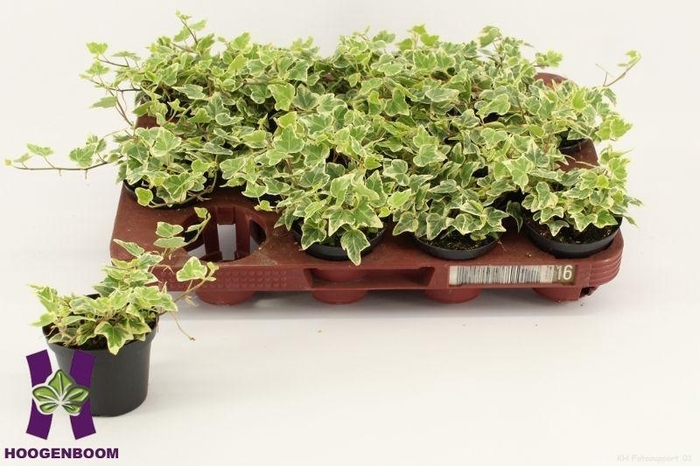 <h4>HED HE WHITE WONDER</h4>