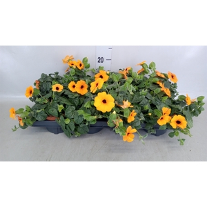 Thunbergia alata
