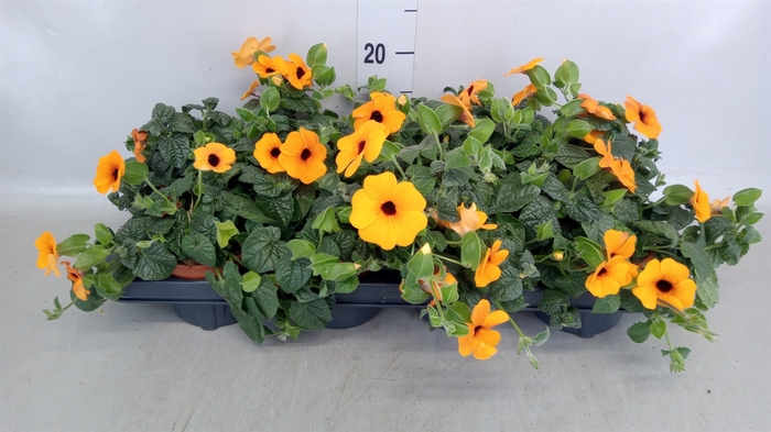 <h4>Thunbergia alata</h4>