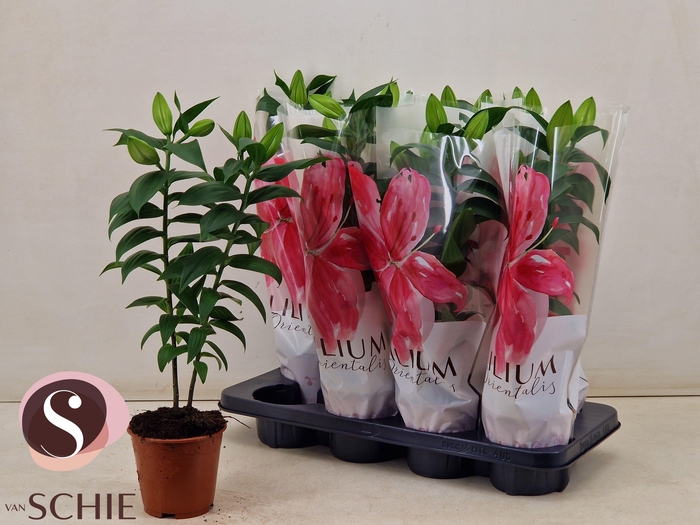 <h4>LIL OR REELEEZE</h4>