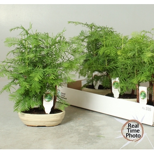 BONSAI OV