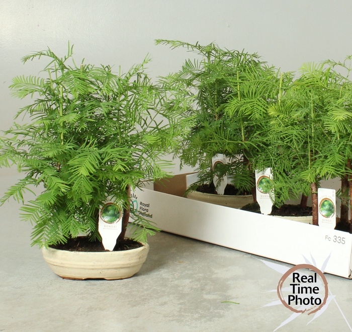 <h4>BONSAI OV</h4>