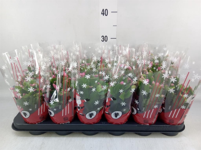 <h4>Schlumbergera   ...</h4>