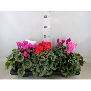 Cyclamen MD 'Rembrandt'