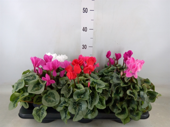<h4>Cyclamen MD 'Rembrandt'</h4>