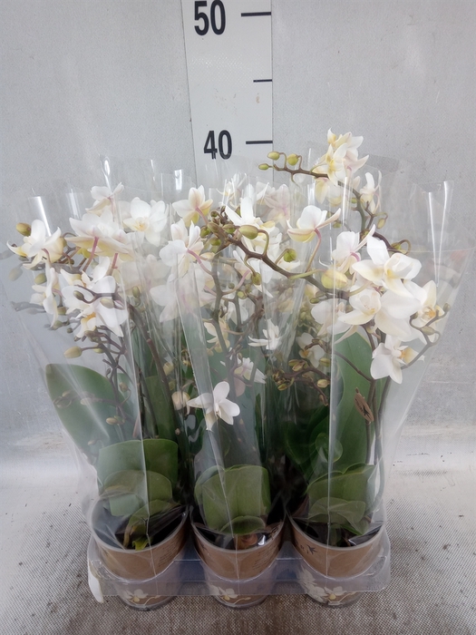 Phalaenopsis multi.   ...white