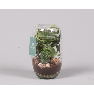 Green Bottle Isabella Medium Maritiem met Scindapsus