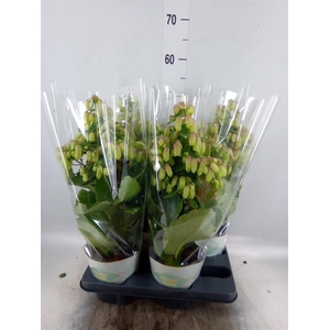 Kalanchoe  'Magic Bell'