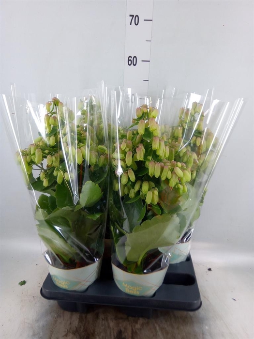 <h4>Kalanchoe  'Magic Bell'</h4>