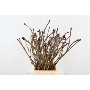 AESCULUS HIPPOC TAK 60CM