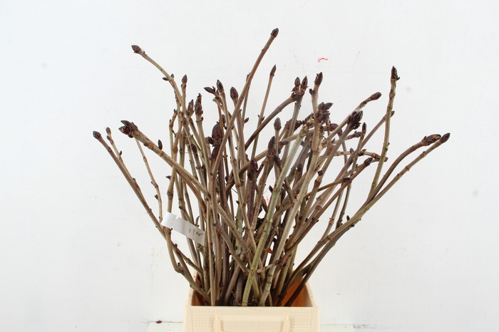 <h4>AESCULUS HIPPOC TAK 60CM</h4>