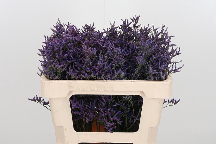 <h4>Lim Saf Dark Blue</h4>