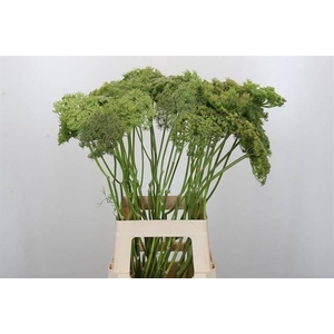 AMMI VISNAGA GREEN MIST