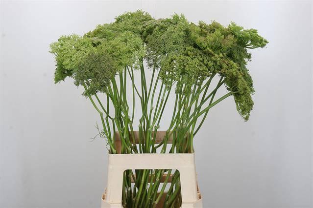 <h4>AMMI VISNAGA GREEN MIST</h4>