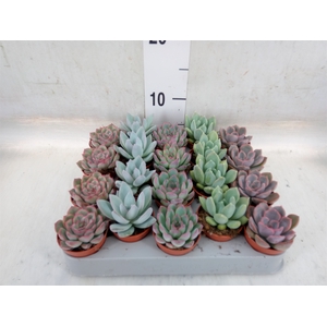 Echeveria   ...mix