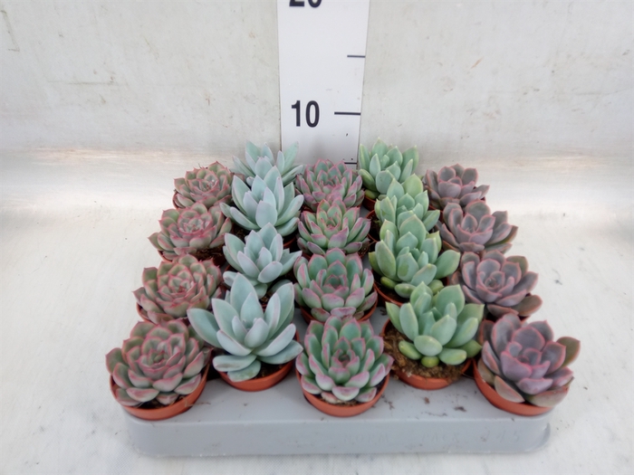 <h4>Echeveria   ...mix</h4>