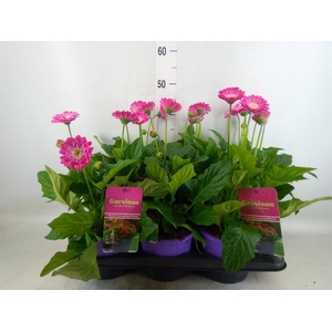 Gerbera  'Garvinea Classic Femmy'