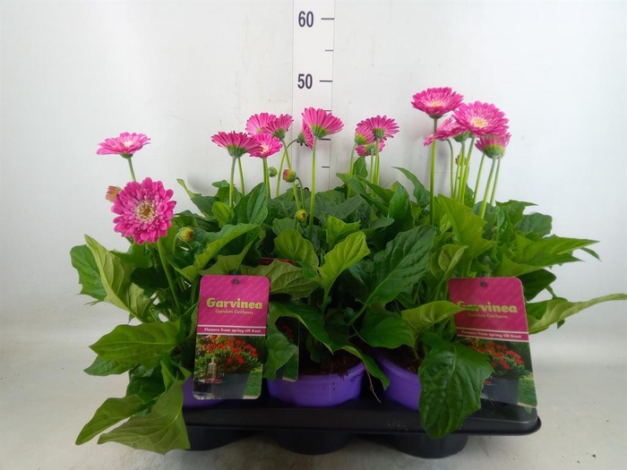 <h4>Gerbera  'Garvinea Classic Femmy'</h4>