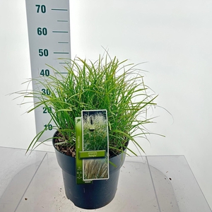 Miscanthus Adagio