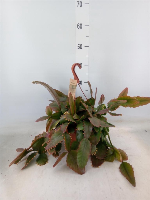 <h4>Rhipsalis ...</h4>