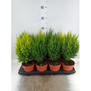 Conifers   ...mix