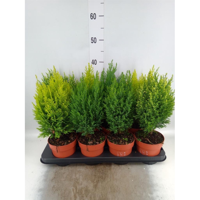 <h4>Conifers   ...mix</h4>