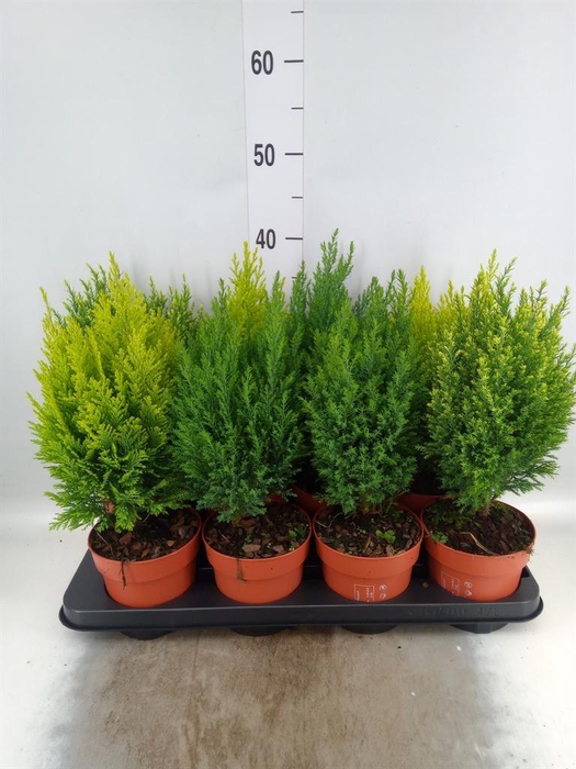Conifers   ...mix