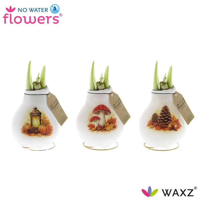 <h4>arr4 Amaryllis VH - Craftz Forest</h4>