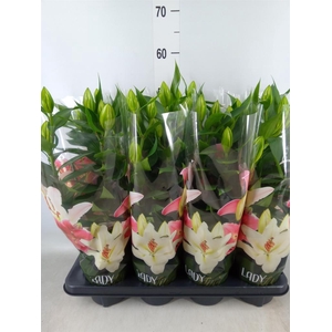 Lilium ori.  'Sunny Keys'