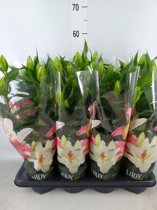 <h4>Lilium ori. 'Sunny Keys'</h4>