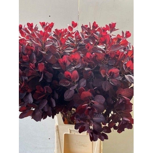 COTI C ROYAL PURPLE