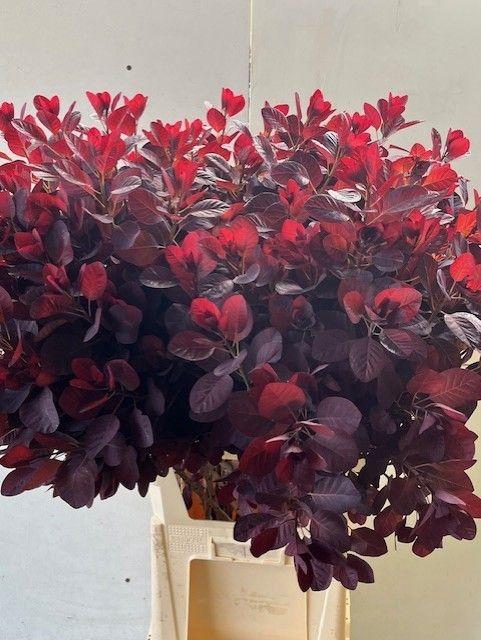<h4>COTI C ROYAL PURPLE</h4>