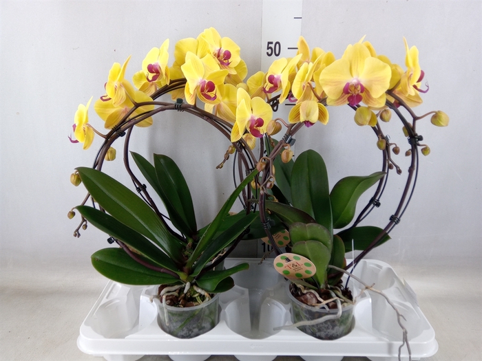 <h4>Phalaenopsis   ...</h4>