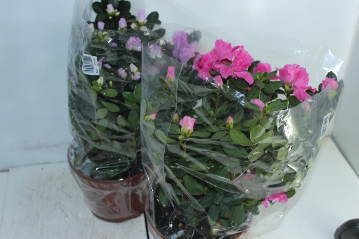 <h4>AZALEIA P20</h4>