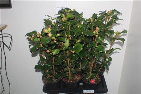 <h4>Came J Dr King 20+</h4>