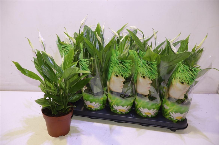 <h4>arr8 Spath Alana</h4>