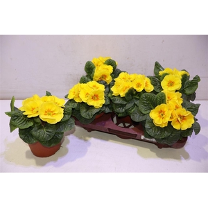 Prim Acaulis Yellow Xl