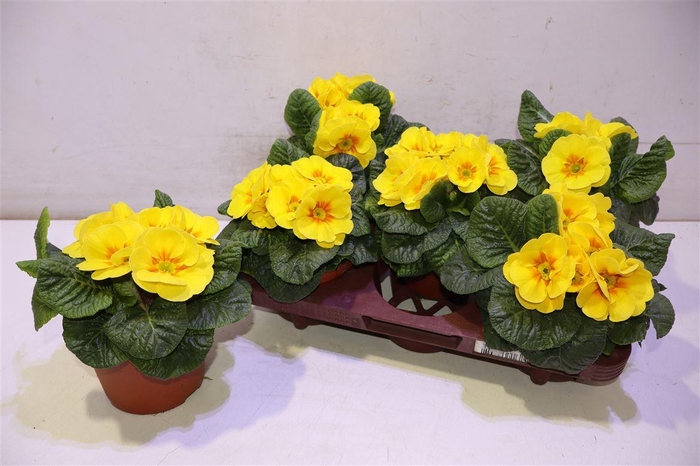 <h4>Prim Acaulis Yellow Xl</h4>
