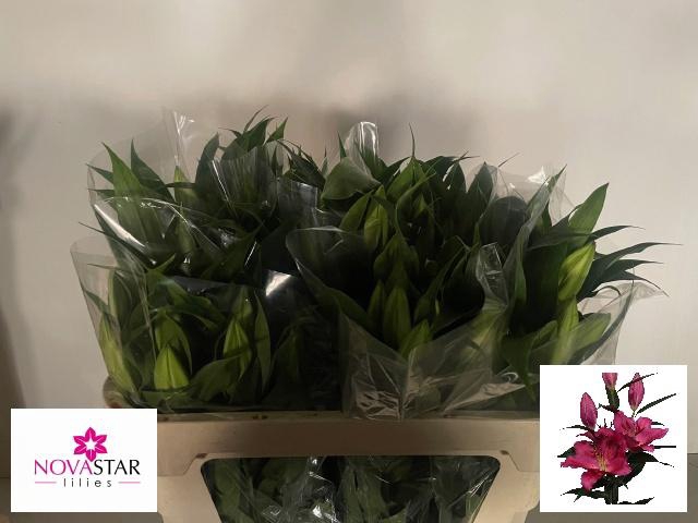 <h4>LI OT ROBINA</h4>