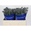 Eryngium Blue Dynamite