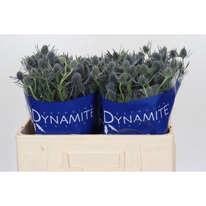 Eryngium Blue Dynamite