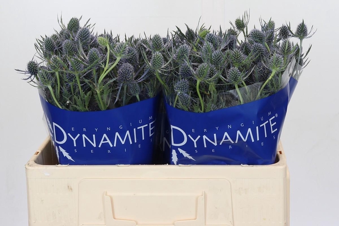 Eryngium Blue Dynamite